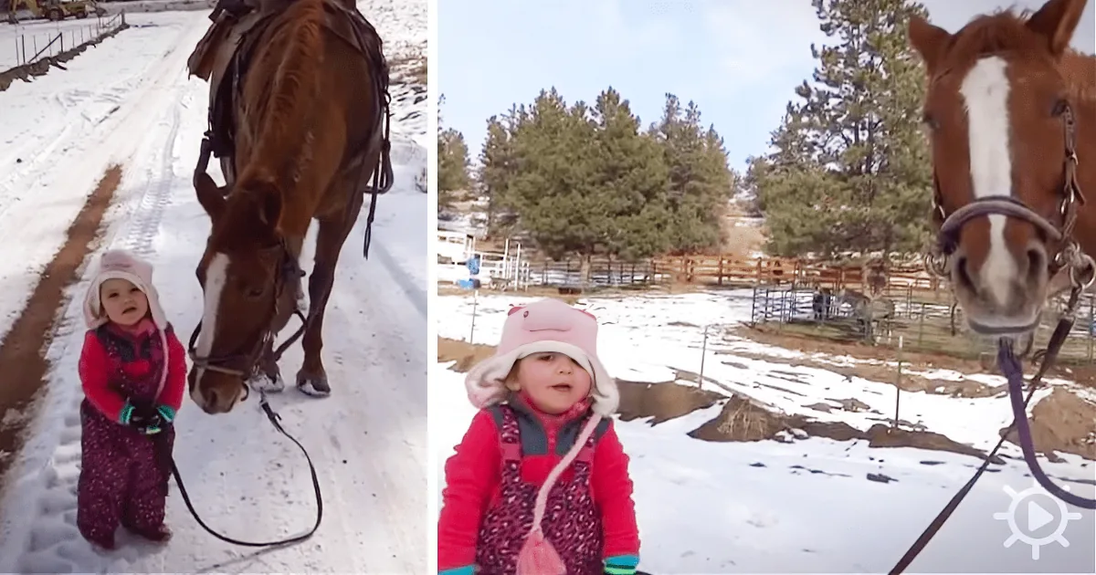 A Cute Toddler Gets Trapped in Horse''s Reigns. the Horse''s Is Heart-Warming