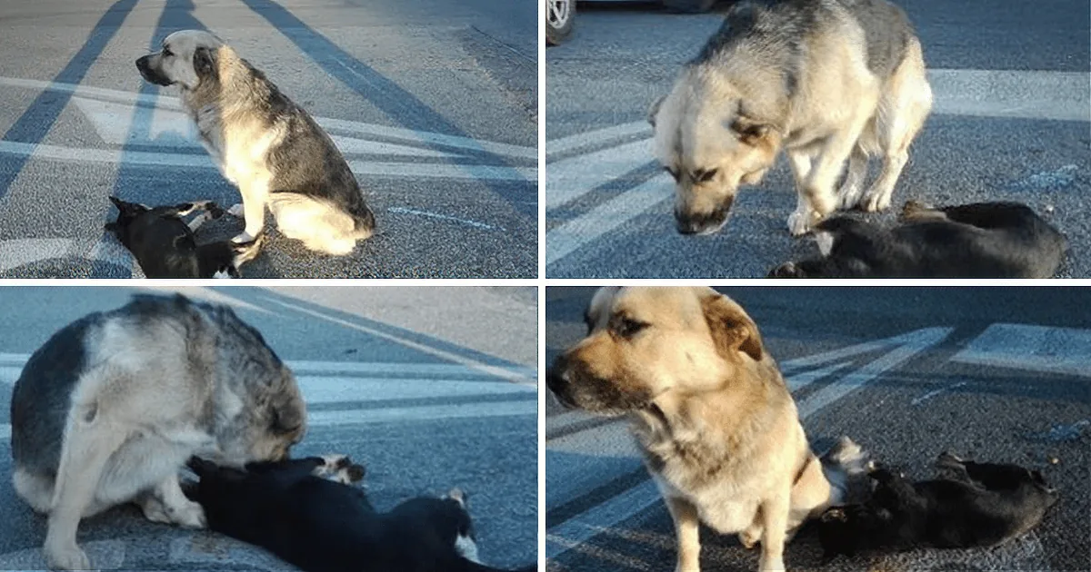 A large dog sits protectively over a smaller black dog on a pavement, with another dog nearby.