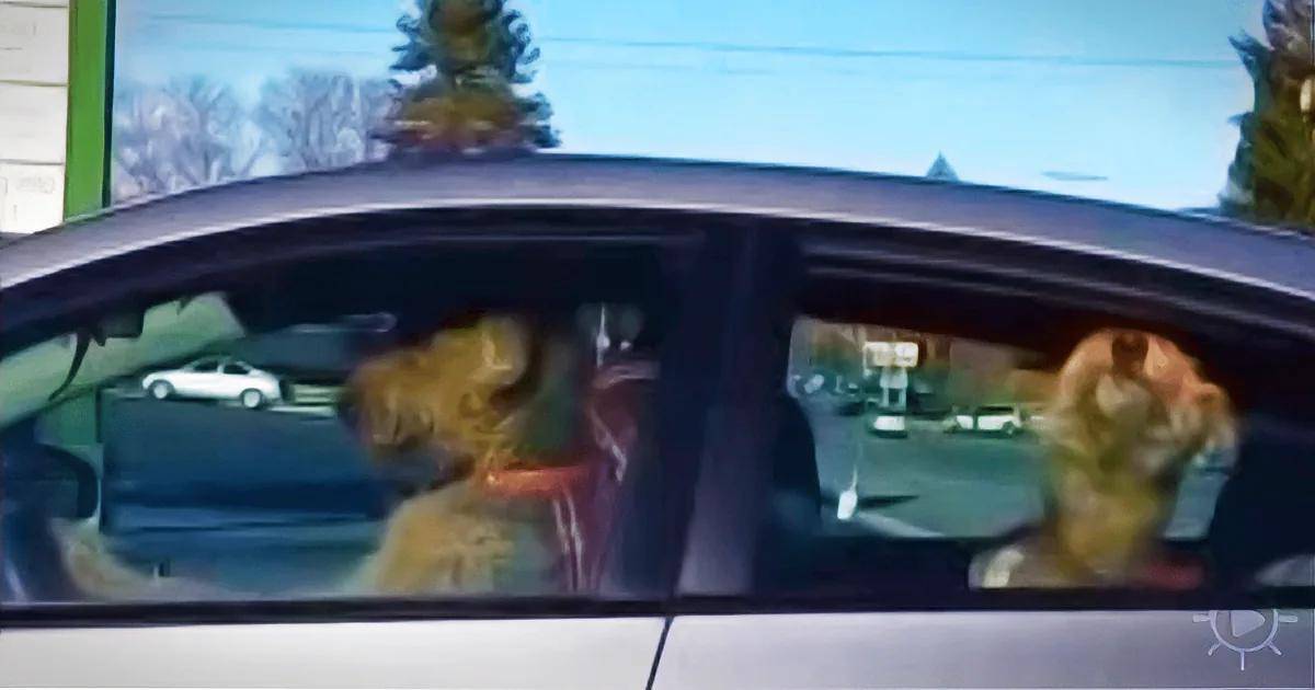 A person is driving a car with a dog in the passenger seat, both appearing blurry.