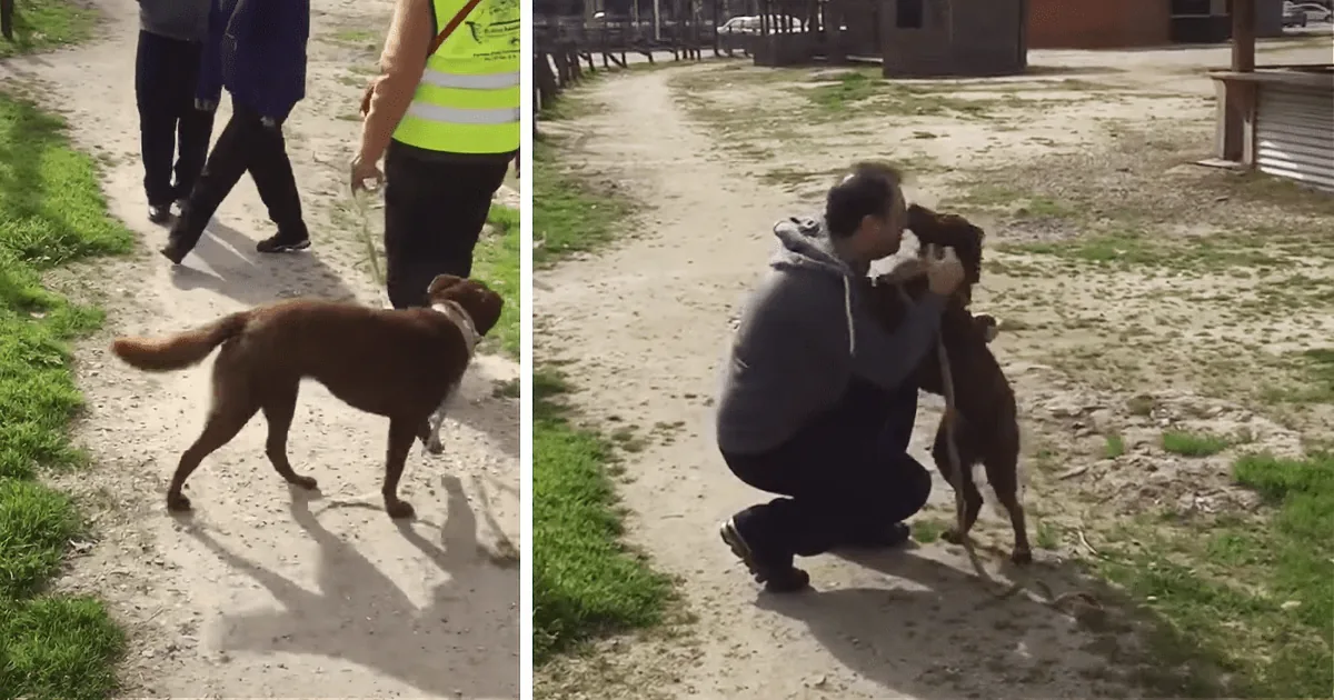 A Dog, Lost for 2 Years Meets a ''Stranger'' - Then Smells Him. Watch Her Reaction.