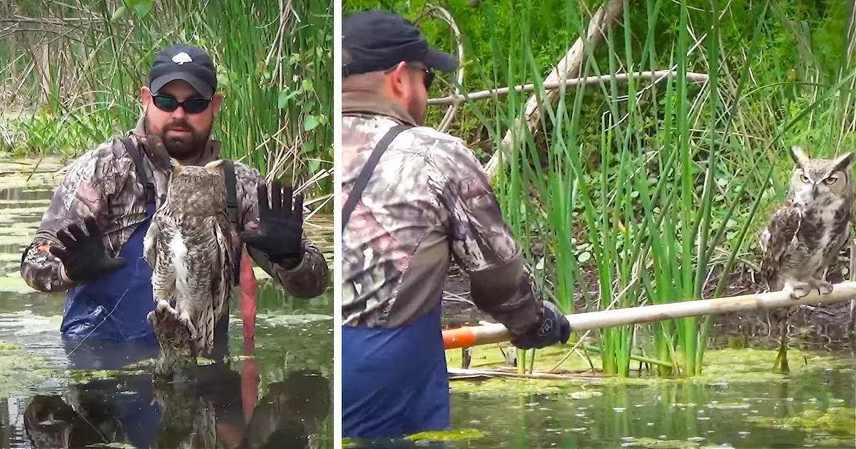 A man in camouflage holds an owl in one image, while in another, he releases the owl into a marshy area.