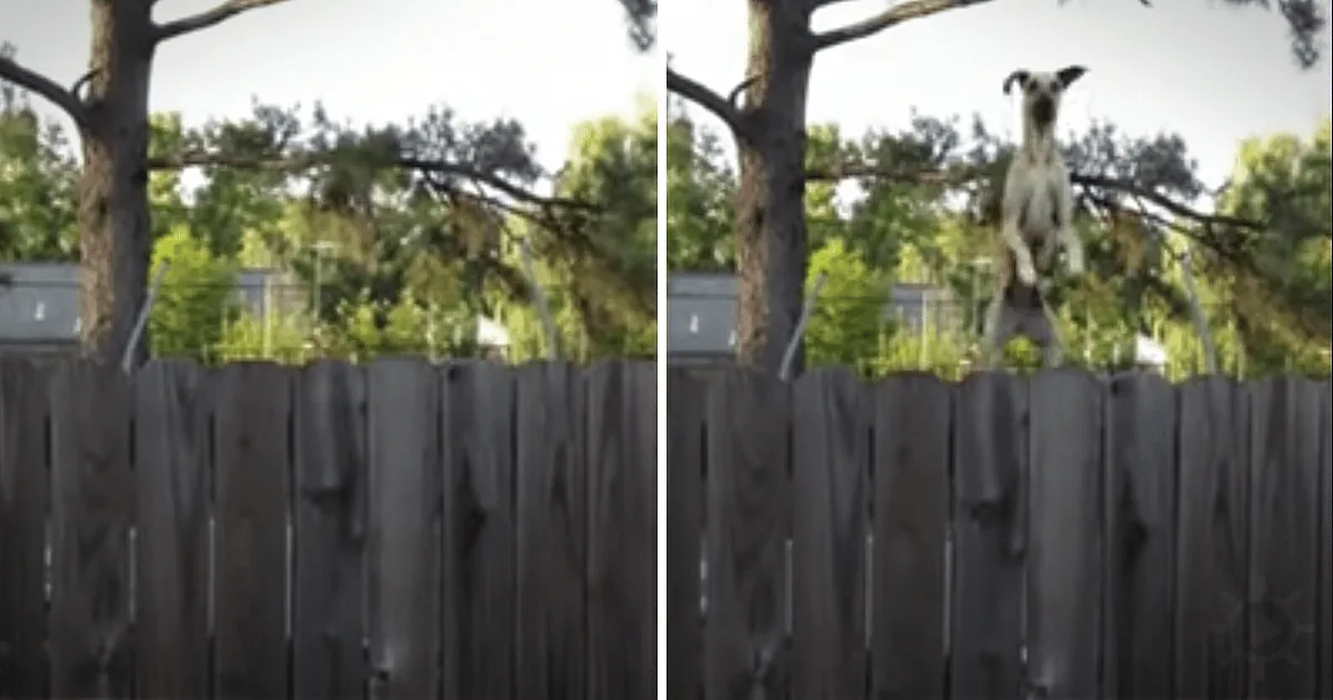 Someone Randomly Films Their Neighbour''s Fence, but Watch What Pops up Over It!