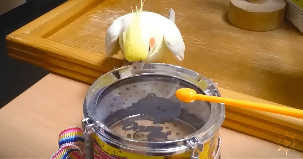A cockatiel perches on a drum, surrounded by food and drink on a table.