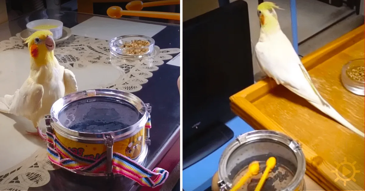 A Bird Owner Taps on a Drum, Then His Feathered Friend Puts on a Hilarious Show