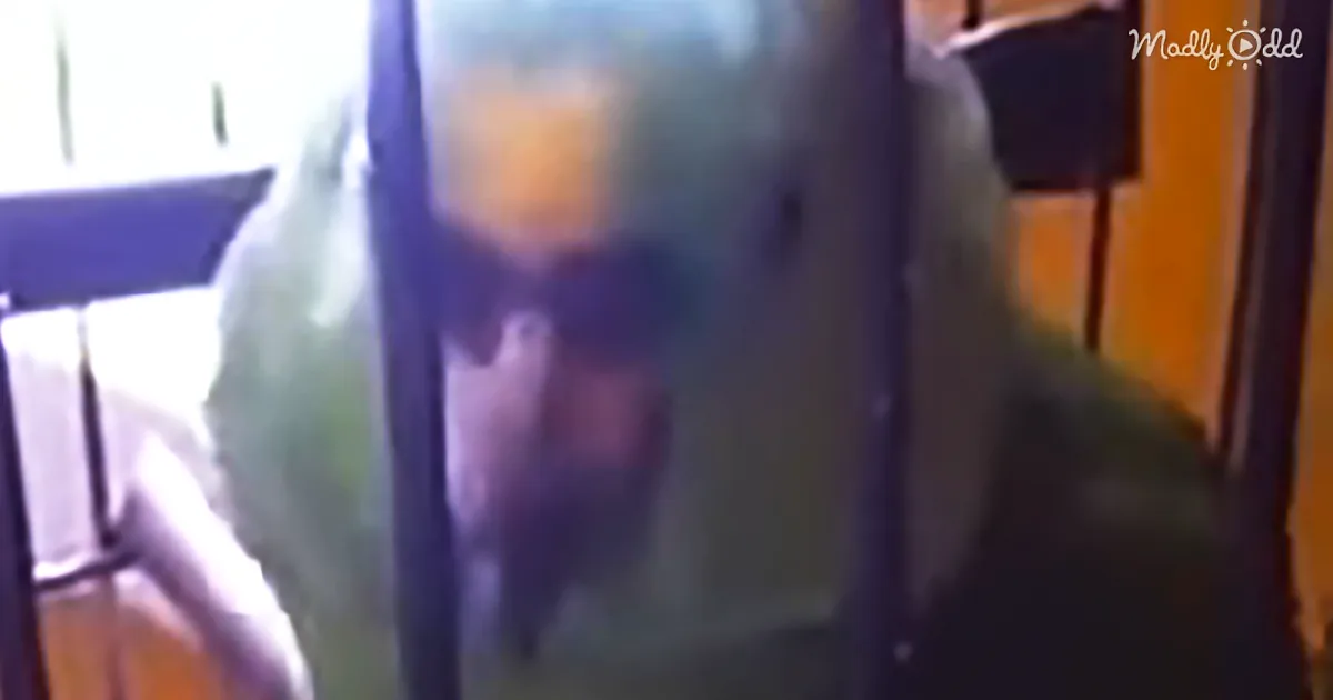 A blurry image shows a person in a room, possibly a kitchen, with a chair and a yellow wall visible.