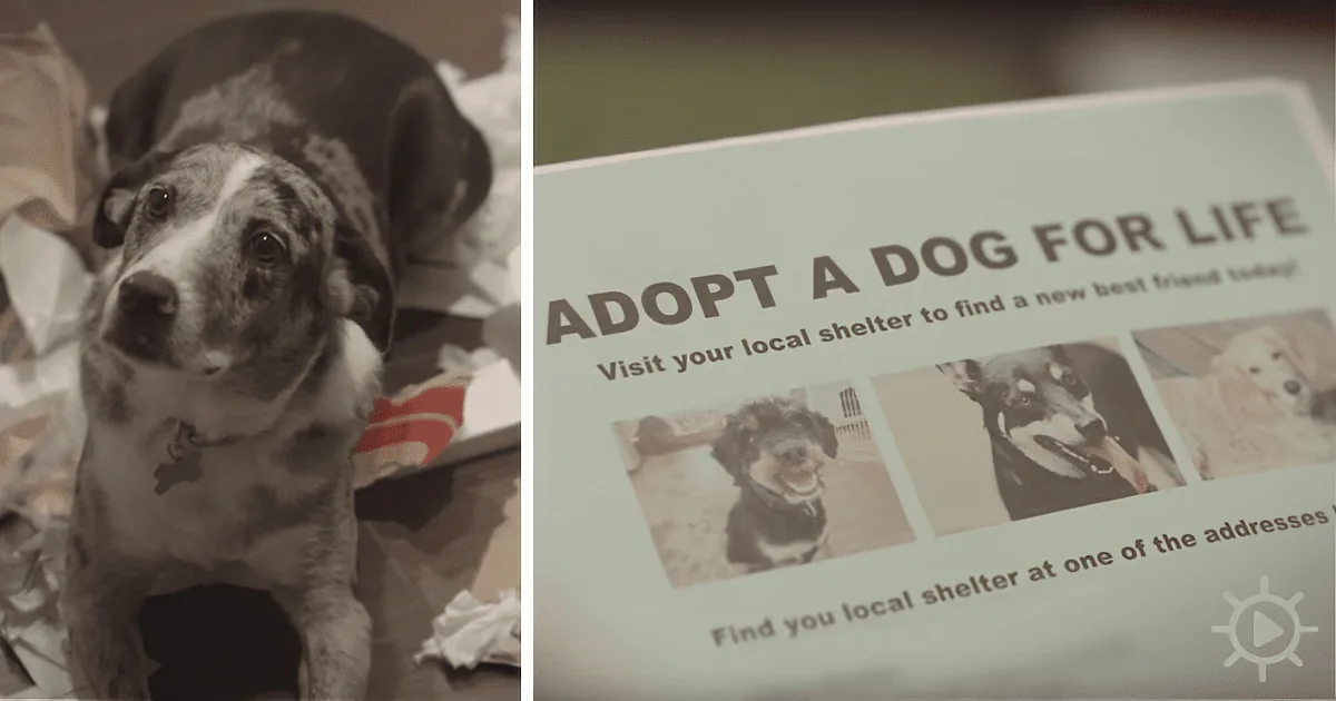 A dog sits amidst shredded paper, while a poster encourages adopting a dog from a local shelter.