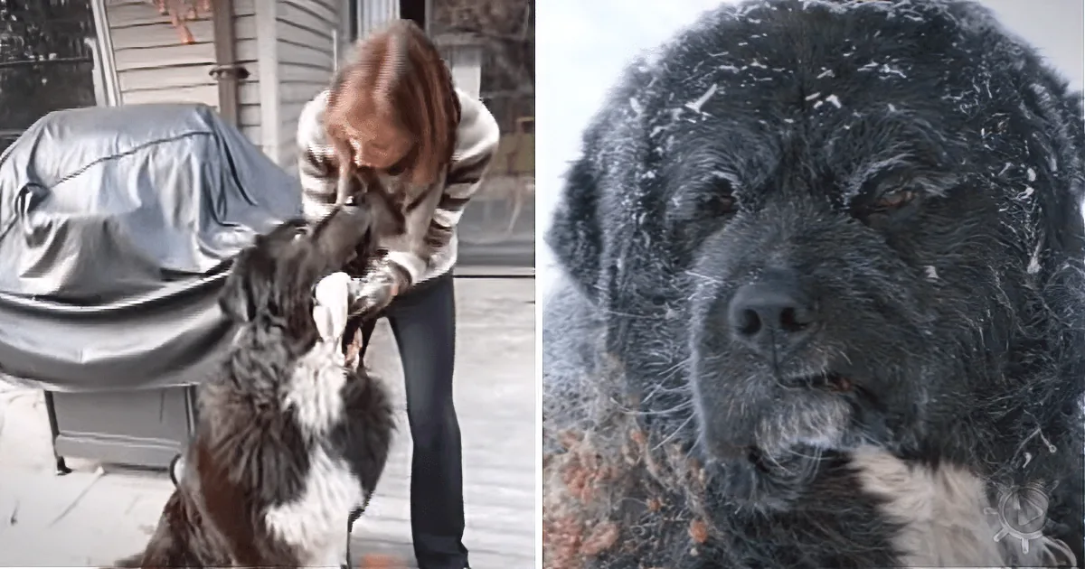 A woman pets a large, fluffy dog with a snowy coat, both outdoors.