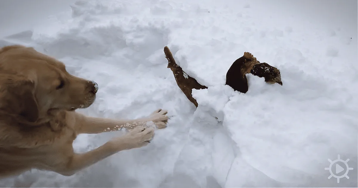 A Man Spots His Dog Digging in the Snow. Wait Until You See What He Digs Out!