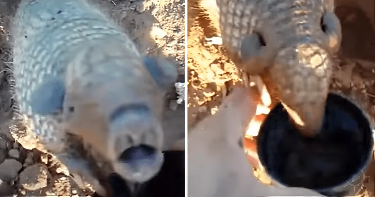 An Armadillo Approaches a Man Asking for Help. You Won''t Believe What He Wants!