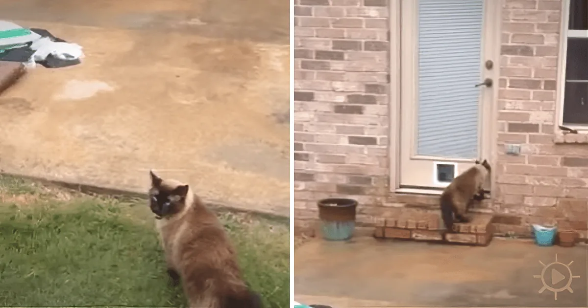 Dad Struggles for Hours to Install a New Cat Door. the Cat''s Reaction Has the Internet in Stitches