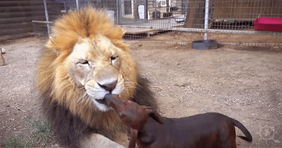 A lion with a lioness in its mouth stands in a fenced enclosure with dirt ground and some structures in the background.