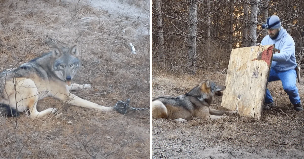 A wolf lies on the ground, tethered, with a person in the background holding a board.