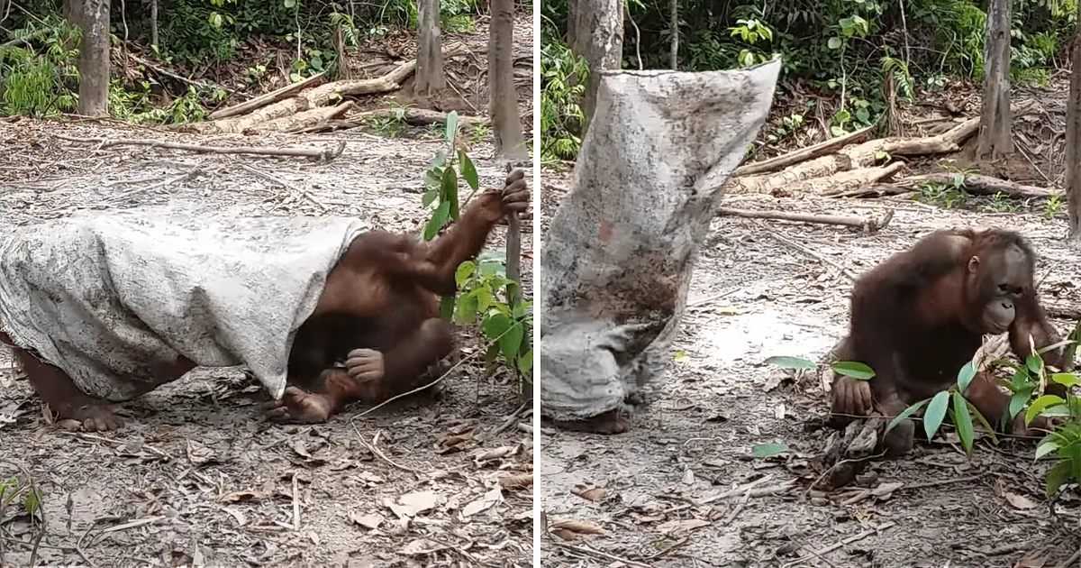 An orangutan is seen interacting with a tree trunk and a plant in a forested area.