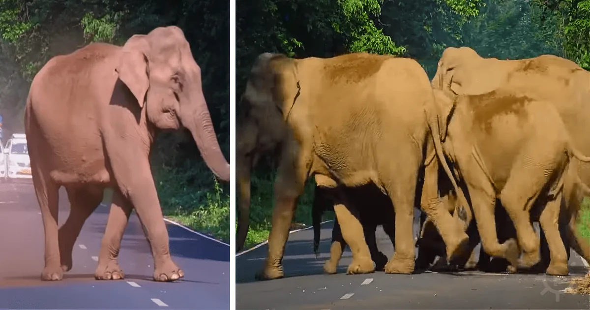 A man rides a bicycle on a road with an elephant walking ahead, surrounded by greenery.
