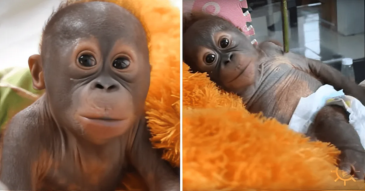 A ''Mummified'' Baby Orangutan Is Past All Hope - What Happens Will Break Your Heart