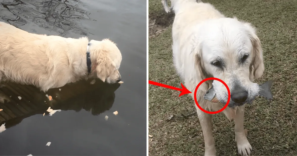 A Motionless Dog Stares at the Water. You Won''t Believe What He Does Next!