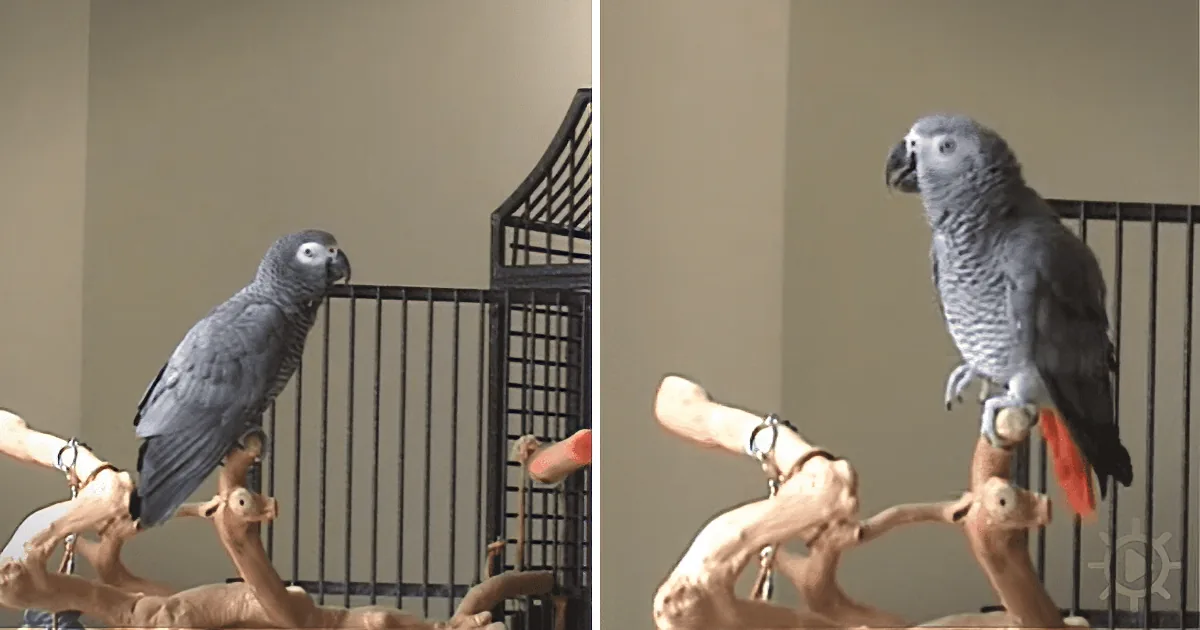 African Gray Parrot Is Clearly a Monty Python Fan
