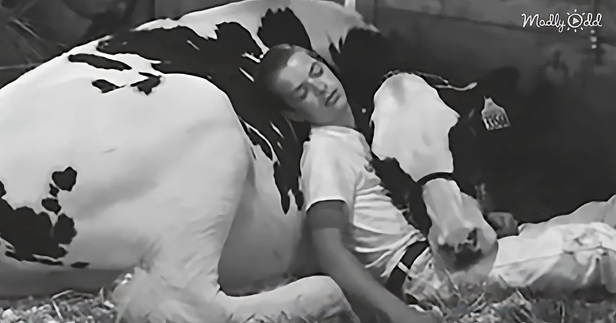 Teen and His Cow Lose Fair Competition, but Win Our Hearts