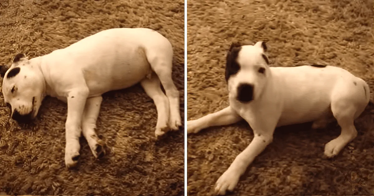 Caught on Camera: Sleeping Puppy Farts so Powerfully He Wakes Himself Up