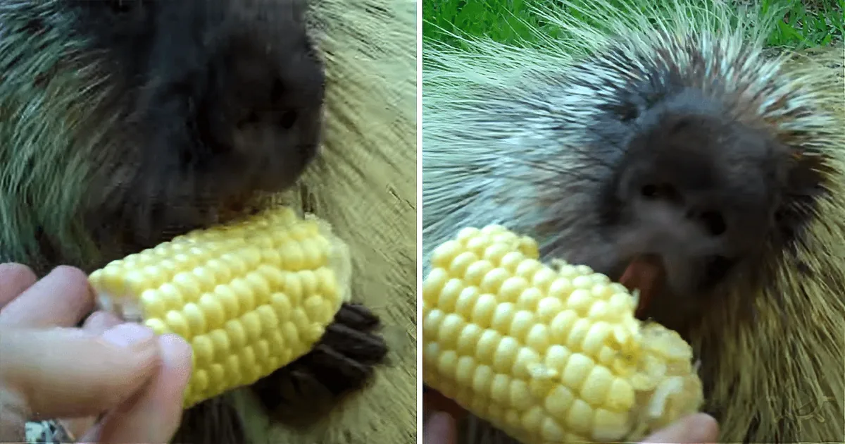 She Tries to Take Corn-on-the-Cob Away From Porcupine; He Says, ''My Corn!''