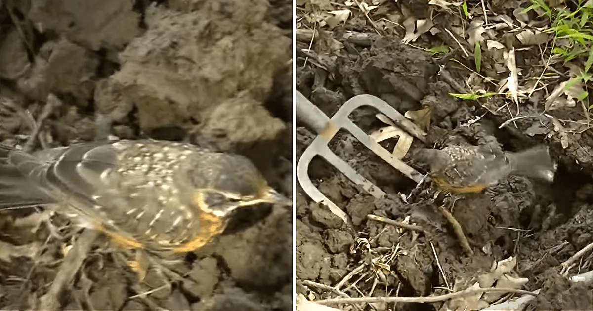 Did You Ever Think You''d See a Gardener Transformed Into a Mother Robin?