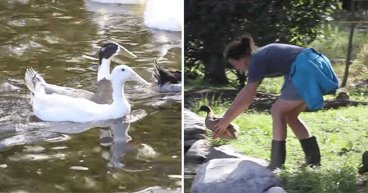 ''Rescue Ducks Herded to the Water''s Edge: Hilarity and Happiness Ensue''