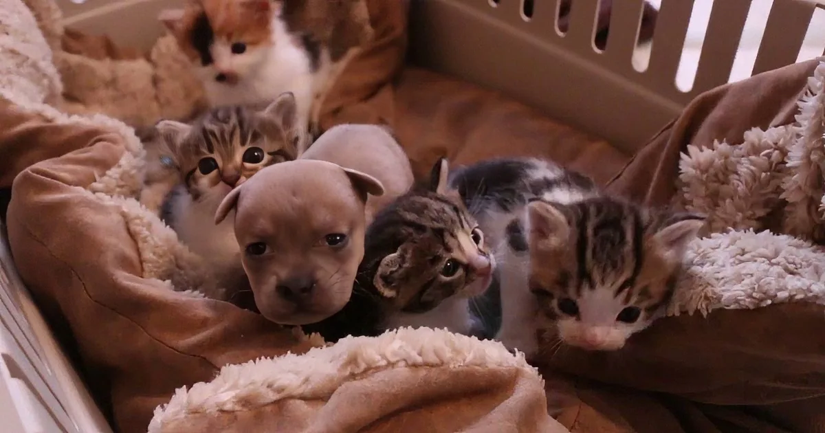 Cute puppies and kittens snuggle together in a cozy blanket.