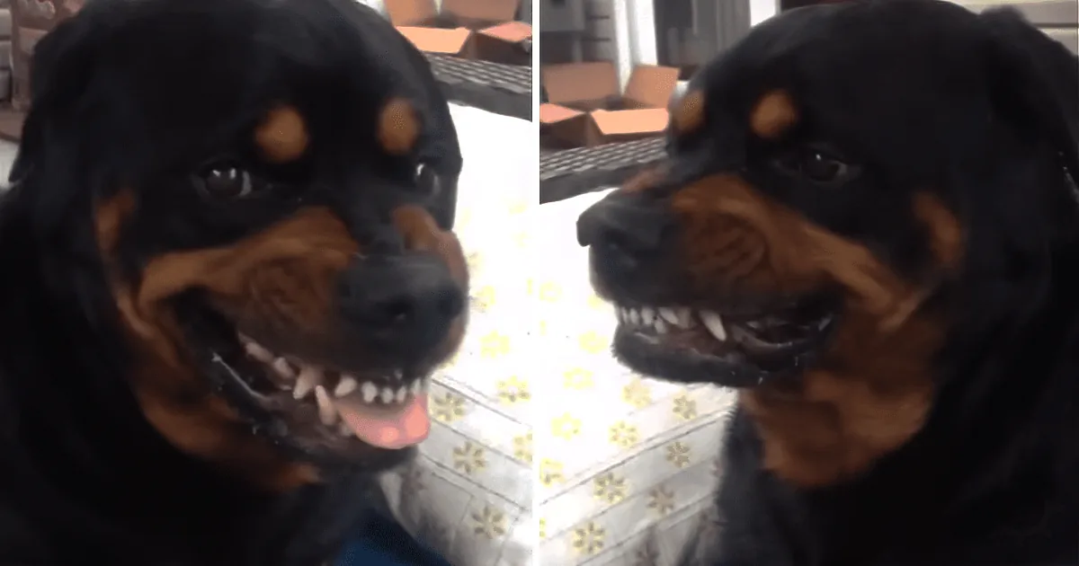 A Rottweiler dog with its mouth open, showing teeth and tongue, in two close-up shots.