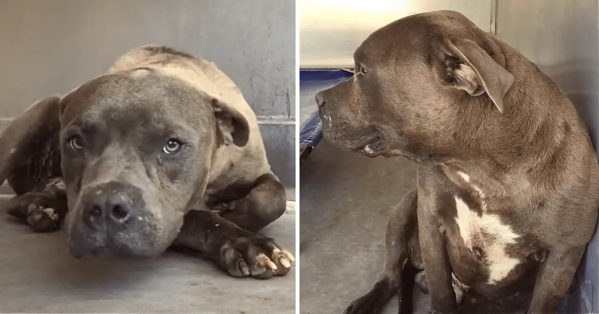 They Said the Pit Bull Was ''Aggressive.'' She Reached out and Proved Otherwise
