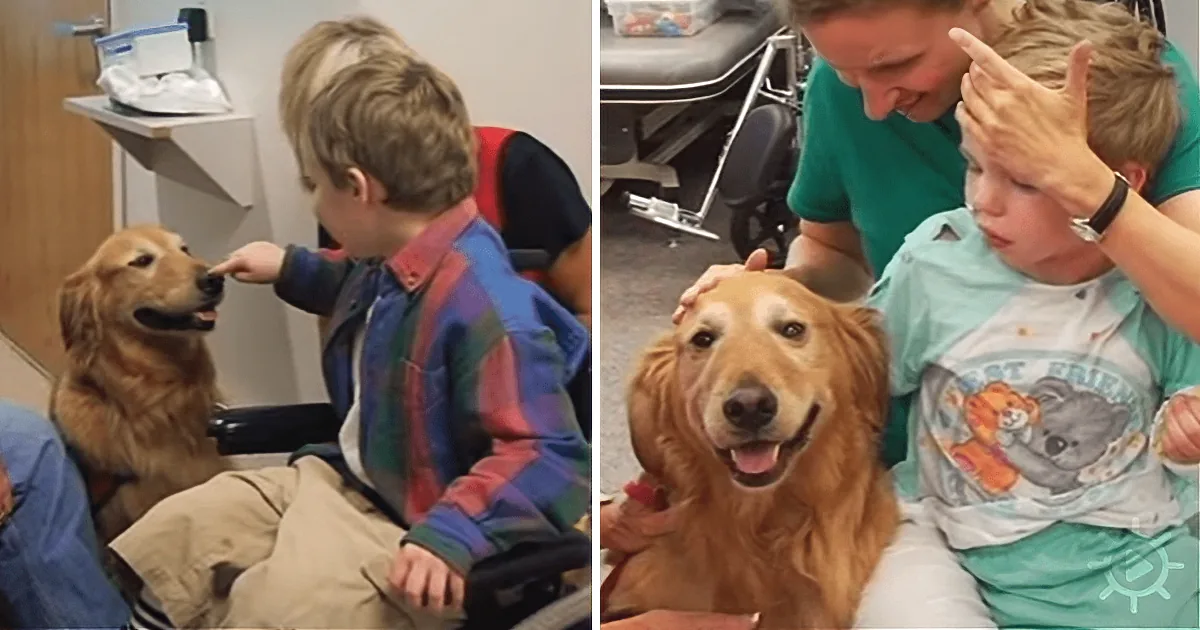 A 6 Year-Old Boy''s Recovery From a Car Crash Begins With a Golden Retriever