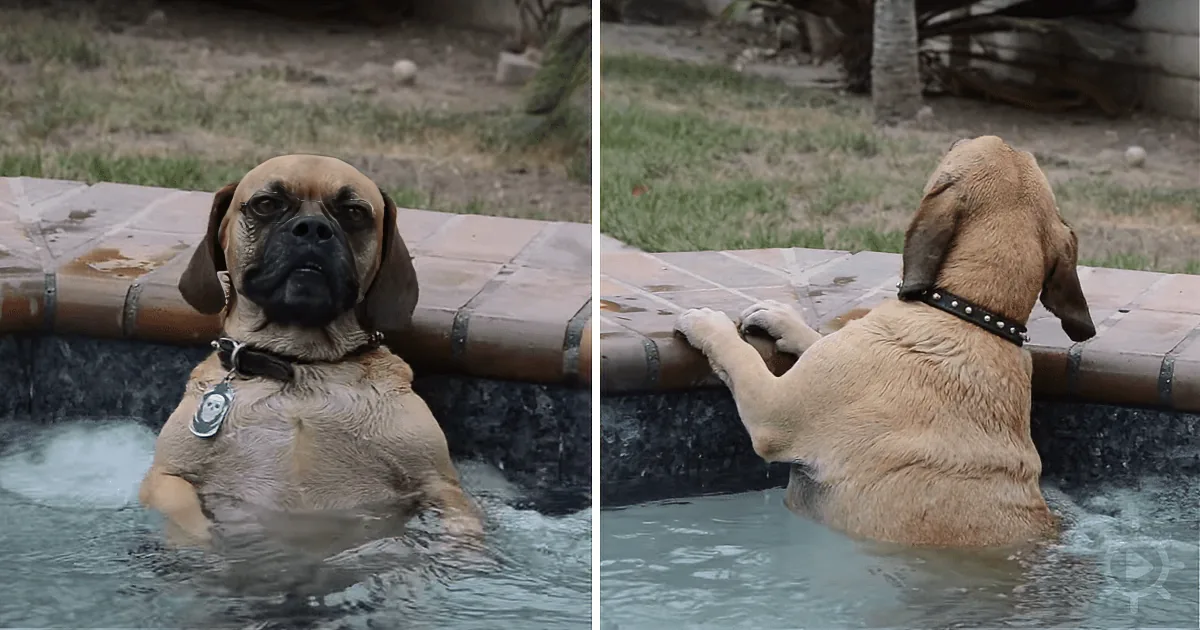 Friends Thought He Was Making It up, so He Filmed His Dog''s Hot Tub Session