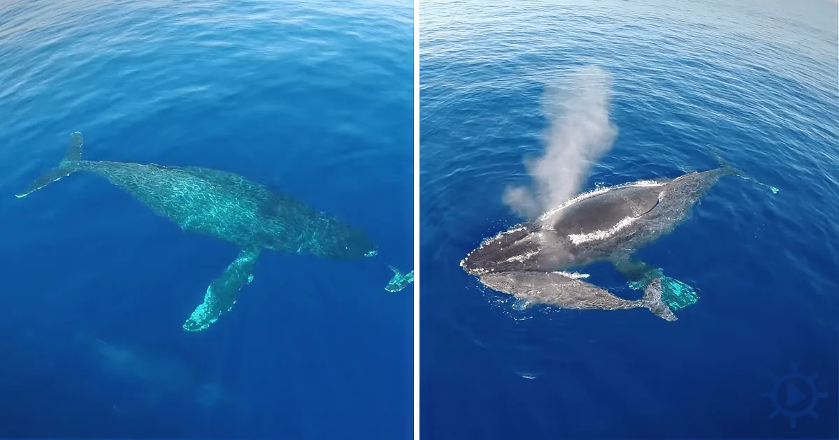 Stunning Drone Footage off Dana Point, Ca - Wow