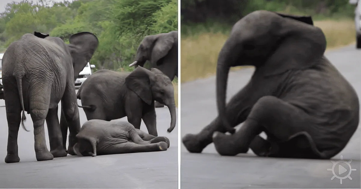 A Herd Pulls Together When a Baby Elephant Collapses in the Middle of a Road