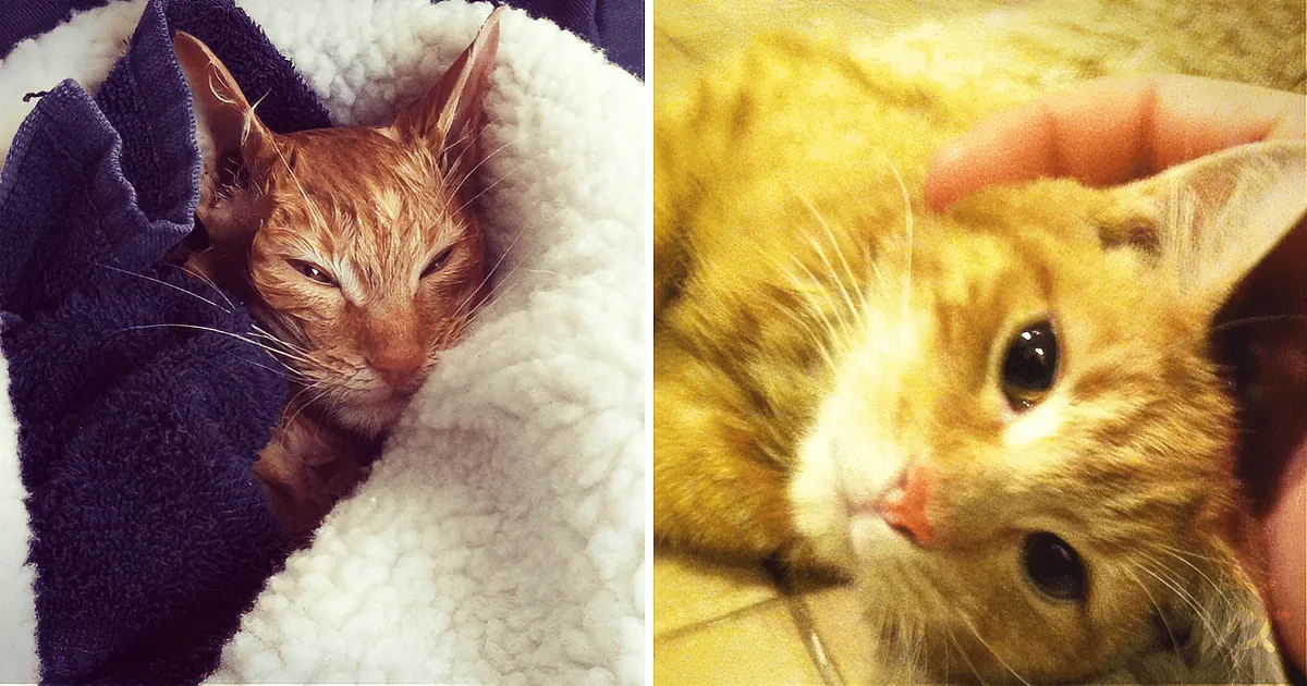 Man Finds Frozen Cat on His Porch. Six Hours Later, He Has a New Friend