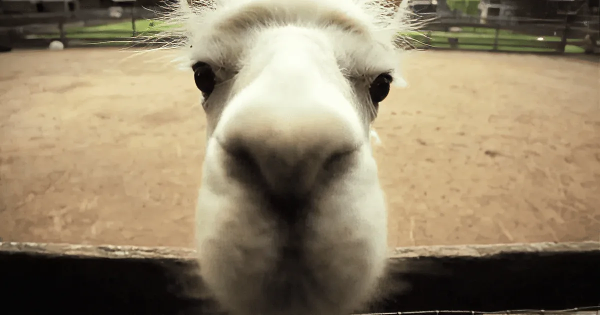 A close-up of a white llama's face, nose prominent, with a blurred background of a fenced area.