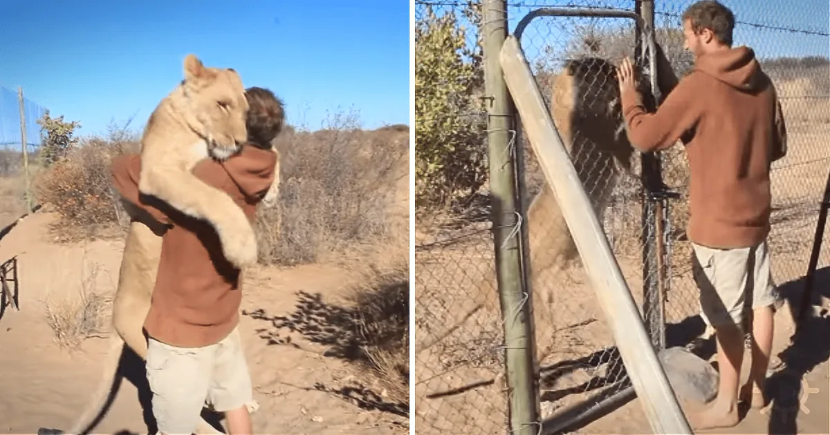 Will the Lion He Rescued as a Cub Remember Him Years Later?