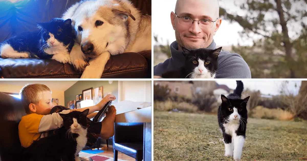 Family Adopts 20 Year-Old Cat, Amazed by How Much Love He Still Had in Him