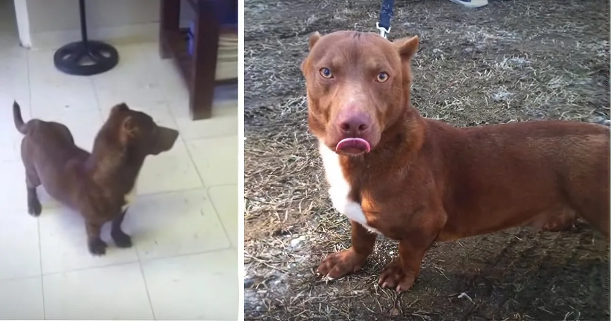 Ever Wonder What the Puppy of a Dachshund and a Pit Bull Would Look Like?