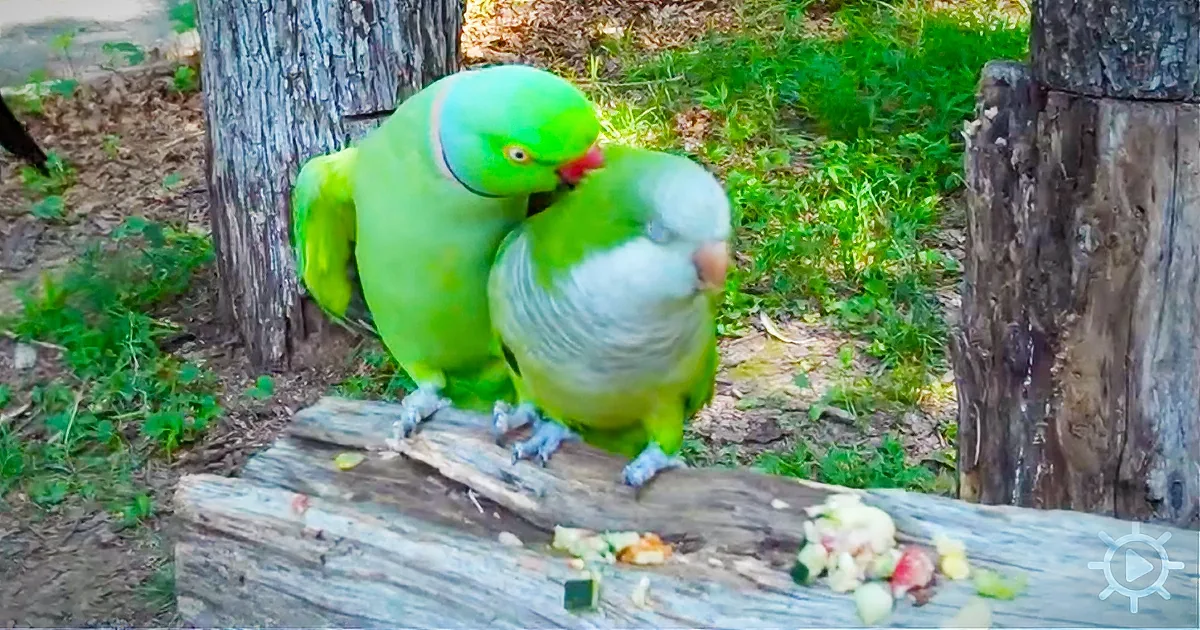 When a Parrot Flirts With Her Boyfriend, It''s Even Funnier Than You''d Think