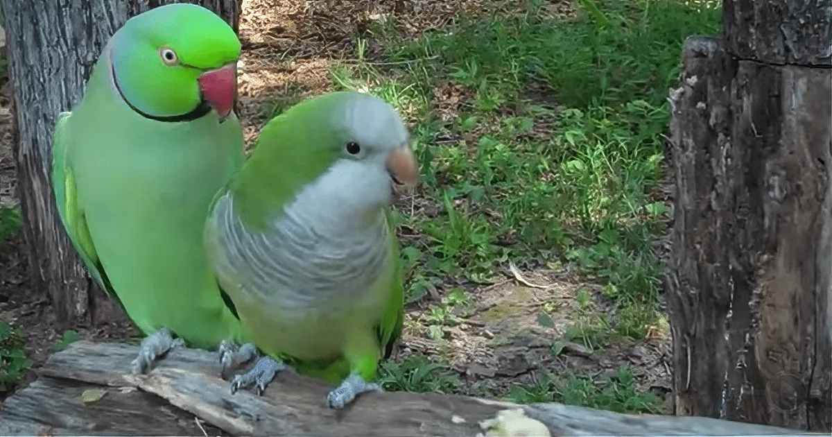 Two Parrots on a Date at the Bird Table - What One Says to the Other Is Hilarious!