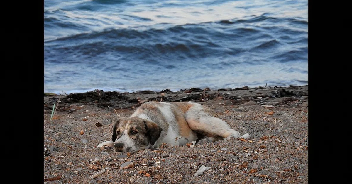 A Woman Spots a Stray Dog on a Beach - What Happens Next Will Make You Cry!