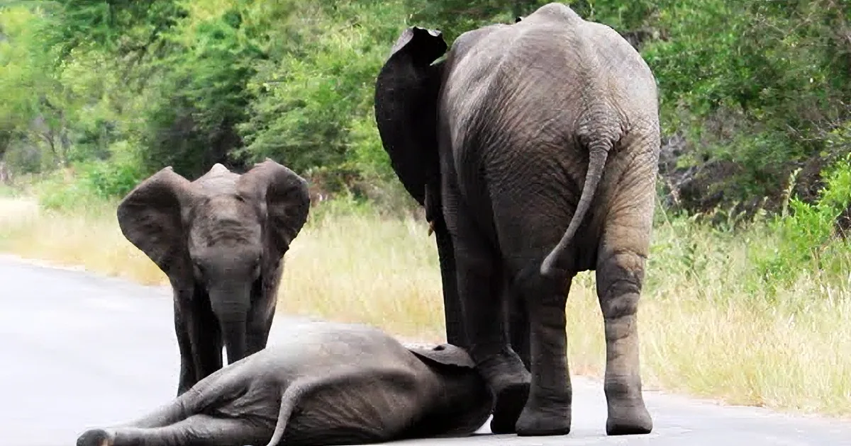A Herd of Elephants Protects Their Baby Until He Got up From the Ground.