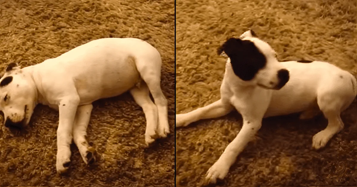 Puppy Farts so Loudly in His Sleep, He Wakes Himself up With a Fright