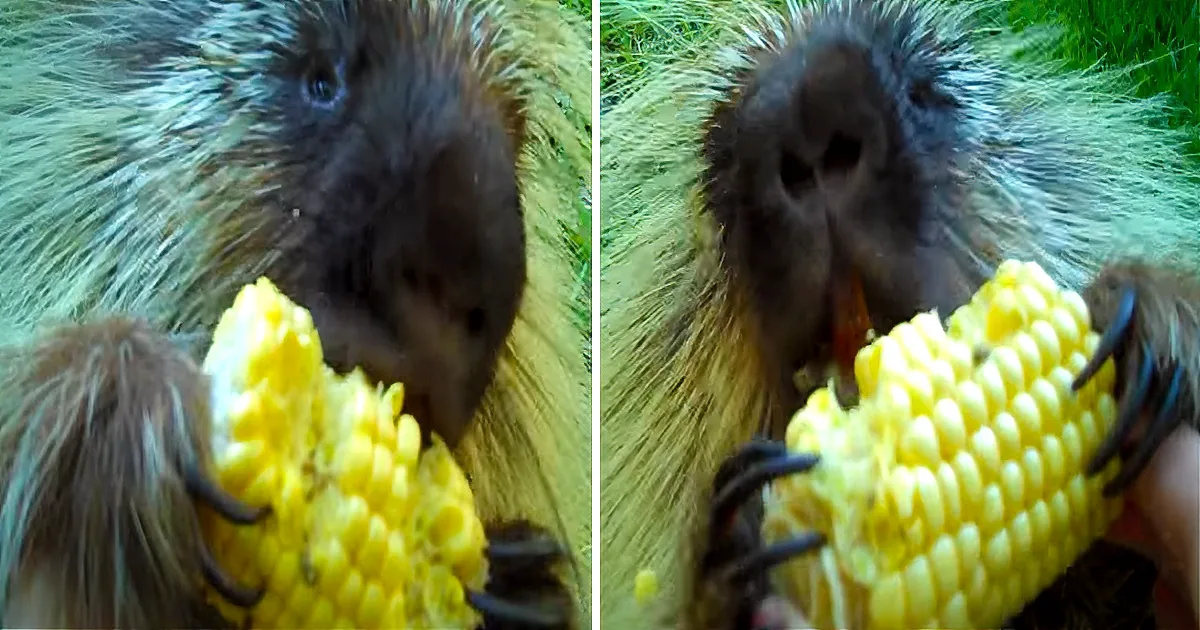 A porcupine with spiky fur holds a corn cob in its mouth, surrounded by green grass.