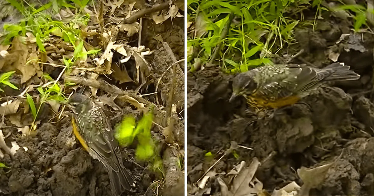 A bird pecks at the ground amidst leaves and dirt, near a gardening fork.