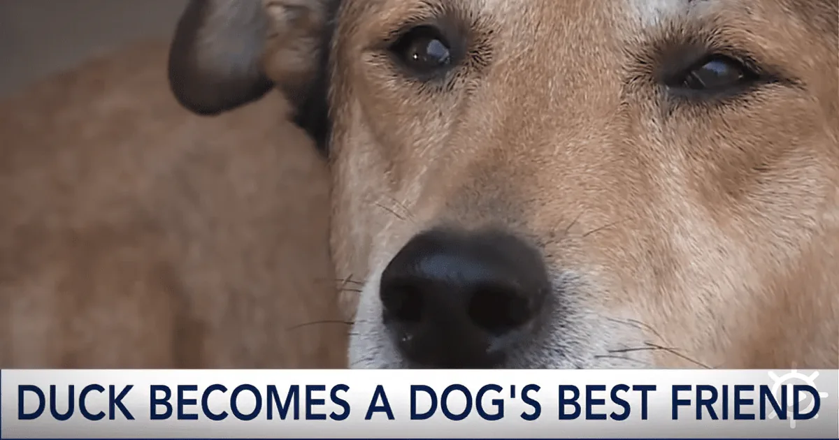 Dog Sinks Into Nearly Fatal Depression. Who Cheers Him up? a Duck, of Course!
