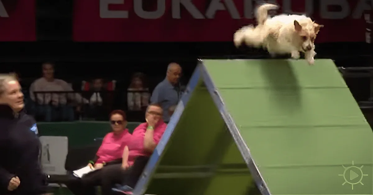 Jack Russell Terrier Is so High on Life, He Forgets He''s at a Competition