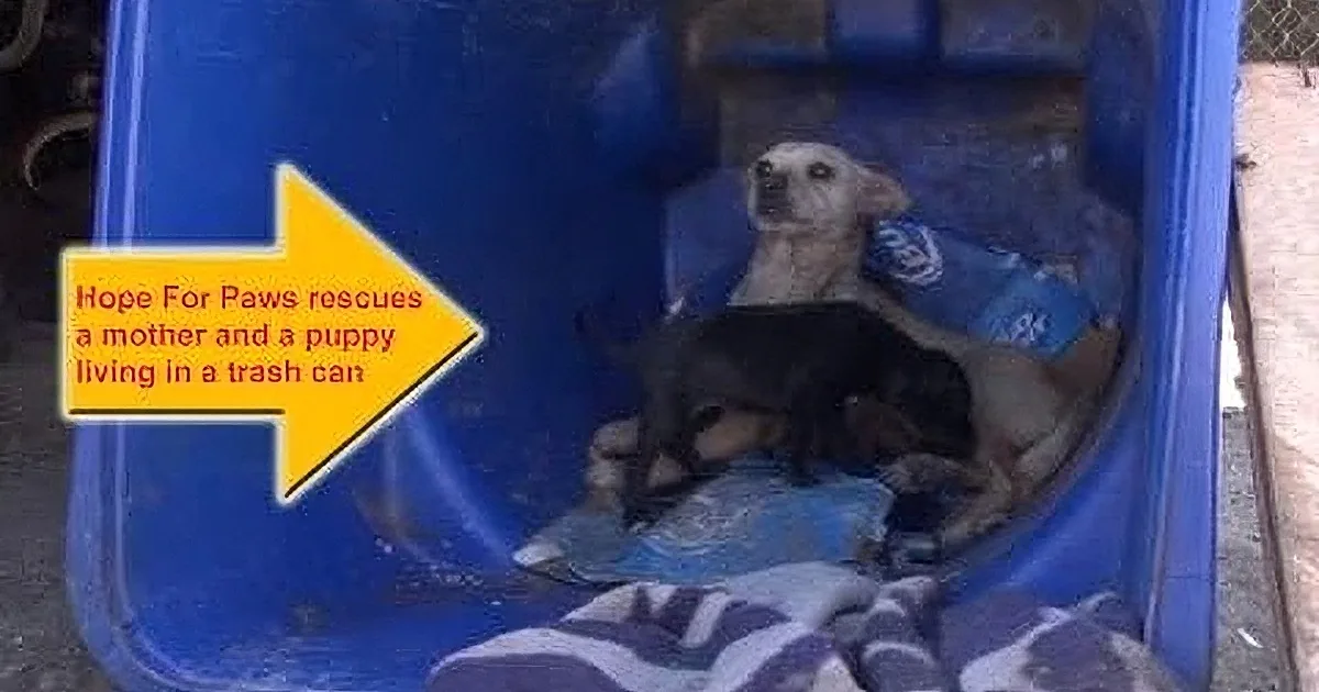 A dog and her pup are rescued from a trash can by Hope For Paws.