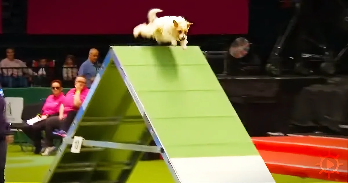 Dog-Show Pup Goes Haywire During His Routine - the Announcer''s Reaction Is Hilarious