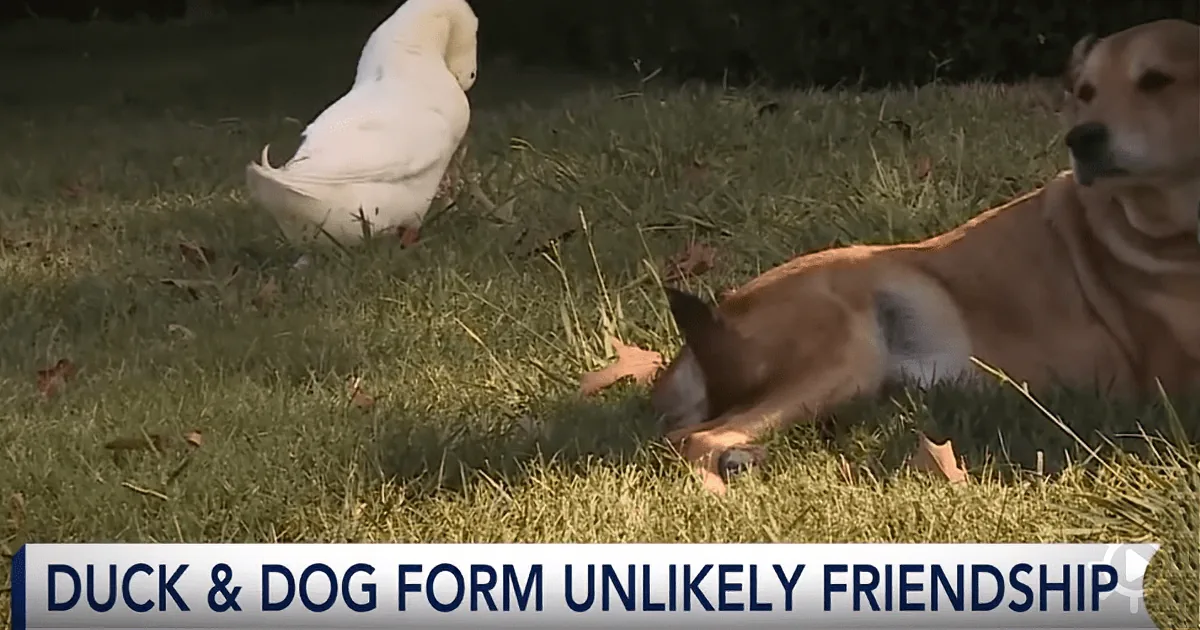 A duck and a dog are lying on grass, appearing to be friends.